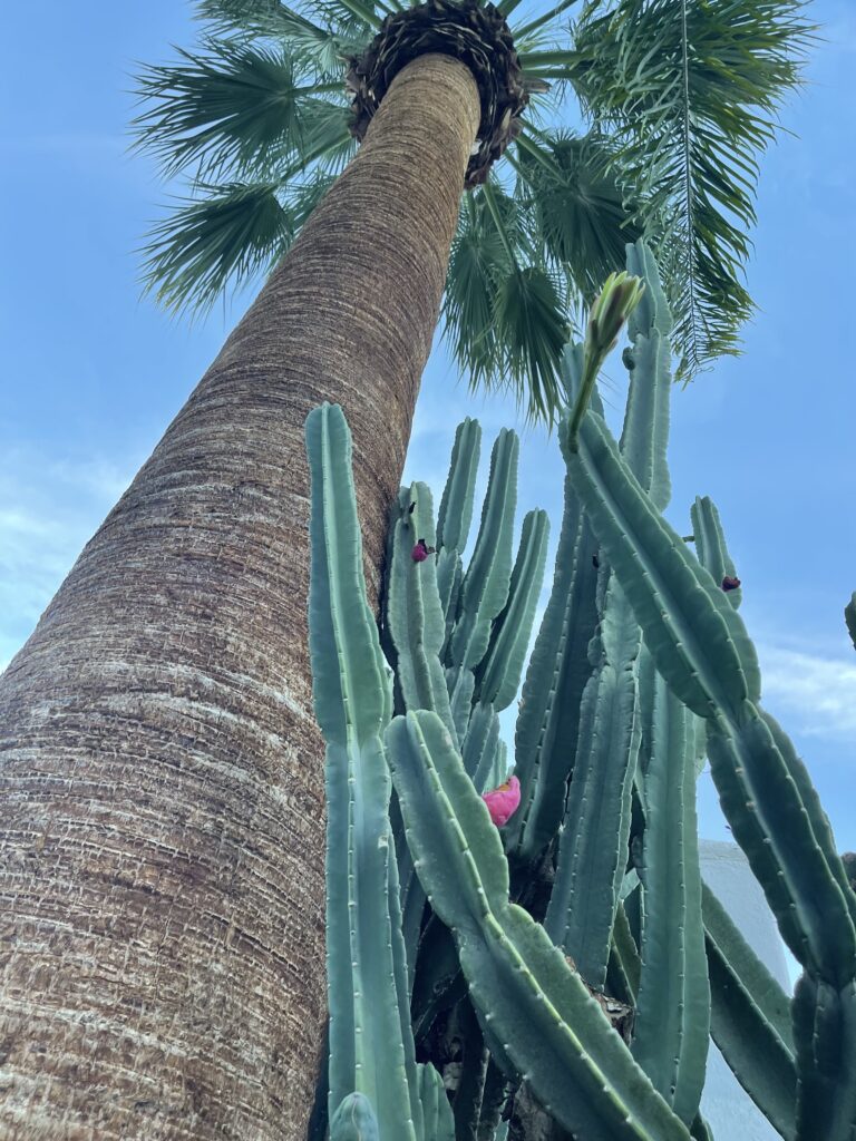 Cactus from Gloria Swanson's era